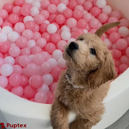 Frenzy Pit™ - Dog Ball Pit