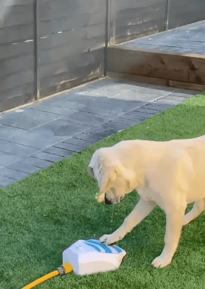 PuddlePaw™ - Interactive Dog Toy